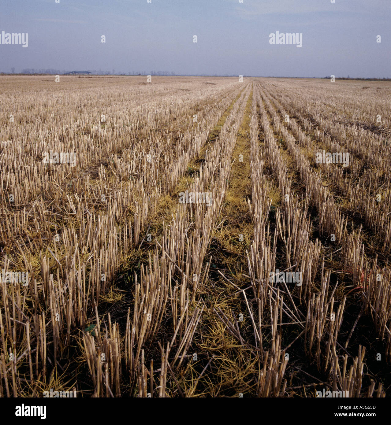 Les mauvaises herbes annuelles dans le chaume après traitement au glyphosate Banque D'Images