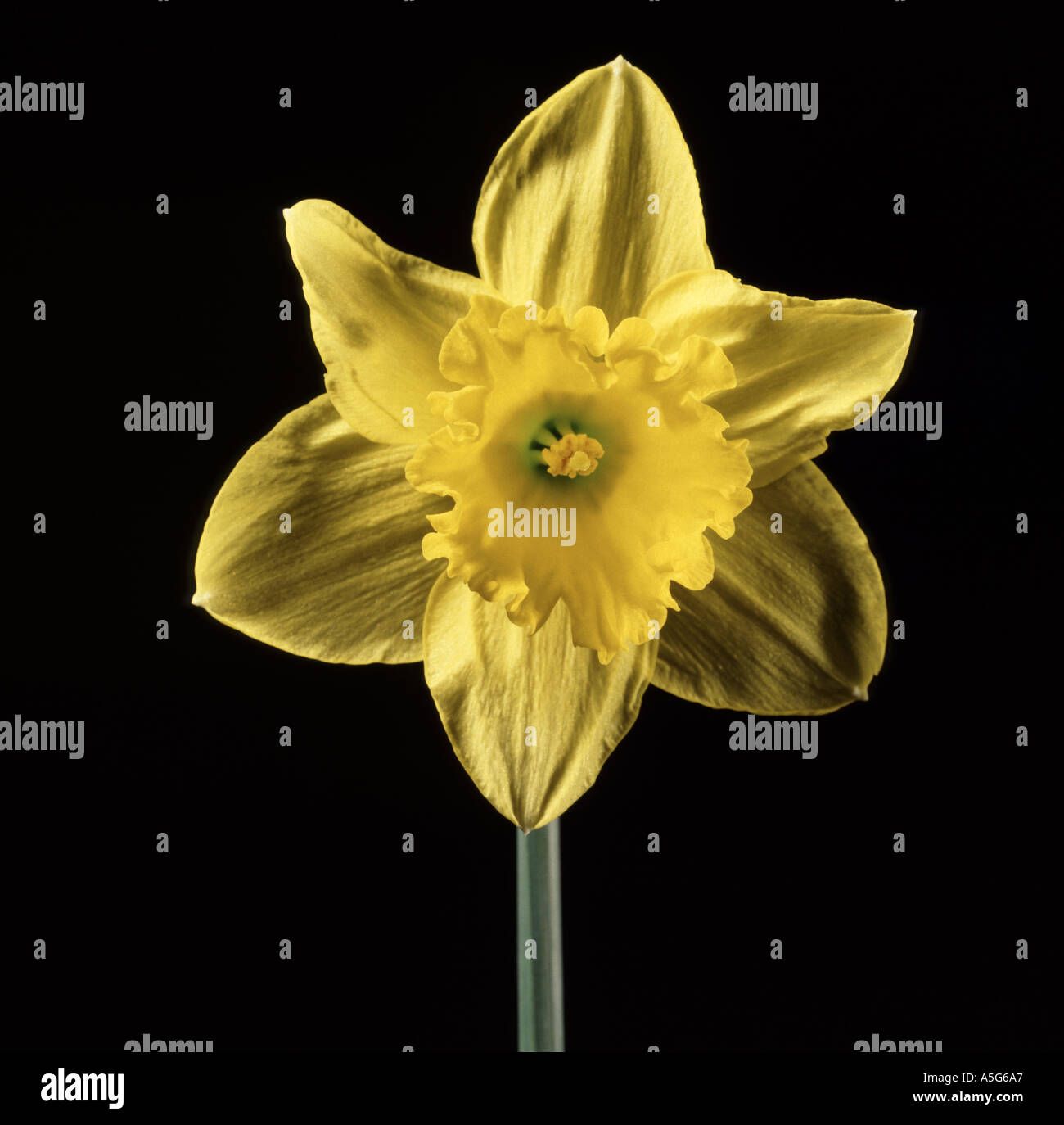 Jaune JONQUILLE Narcissus sp. fleur tête contre un fond noir Banque D'Images