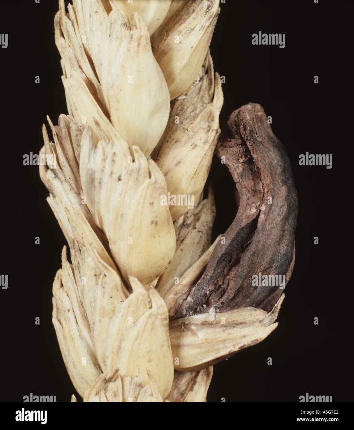L'Ergot Claviceps purpurea remplacement de grain dans une oreille de blé Banque D'Images L'Ergot Claviceps purpurea remplacement de grain dans une oreille de blé Banque D'Images