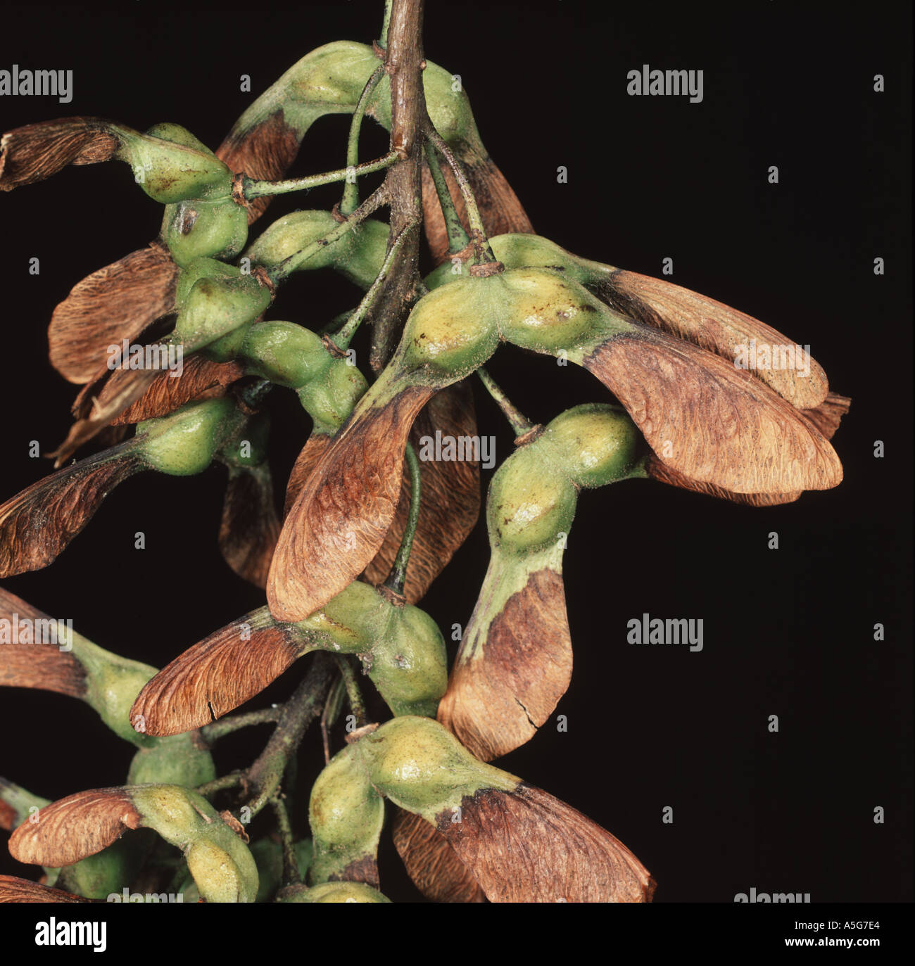 Graines d'un sycomore Acer pseudoplatanus avec des ailes pour disperser les graines Banque D'Images
