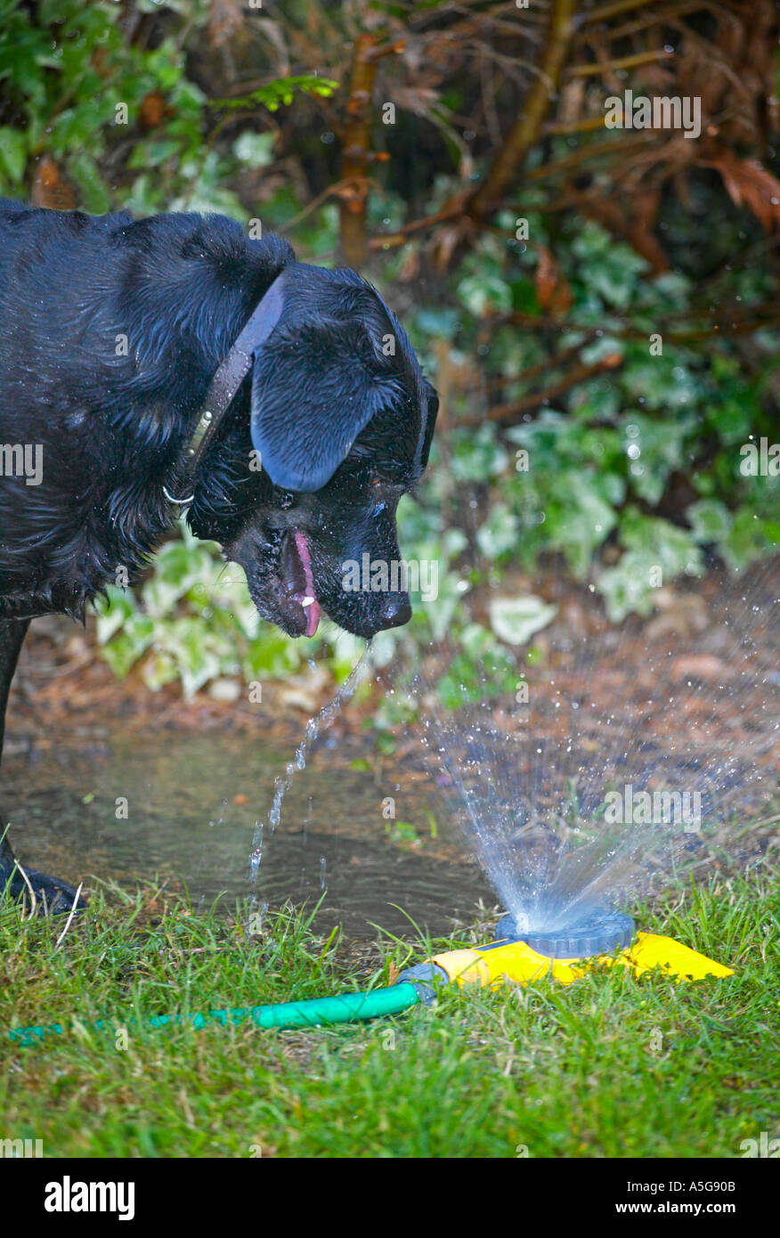 Chien jouant avec water sprinkler Banque D'Images