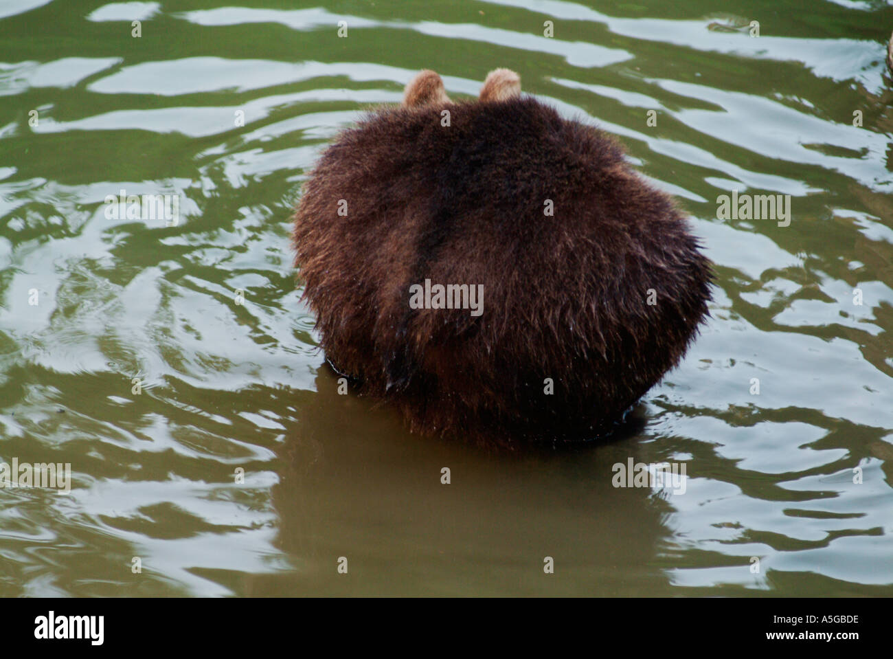 Ours brun (Ursus arctos) assis dans un étang Banque D'Images