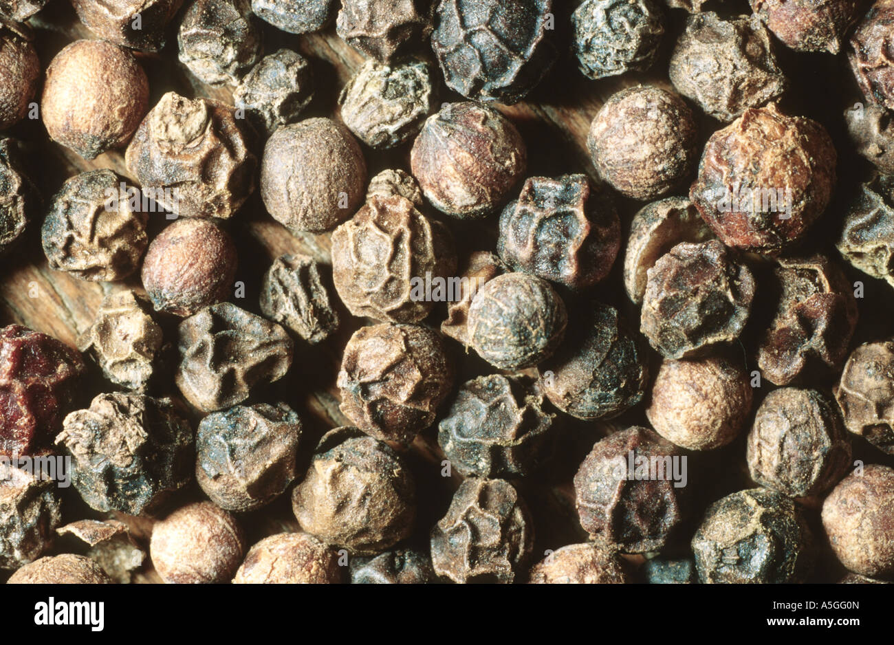 Poivre noir (Piper nigrum), fruits mûrs Banque D'Images