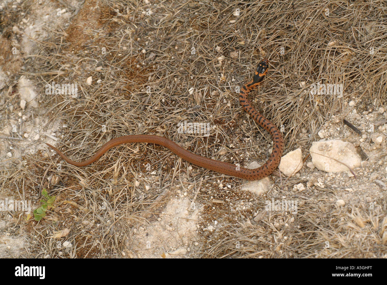 Colubrine serpent, serpent commun (Colubridae), le seul animal, la Turquie, le sud-est de l'Anatolie Banque D'Images
