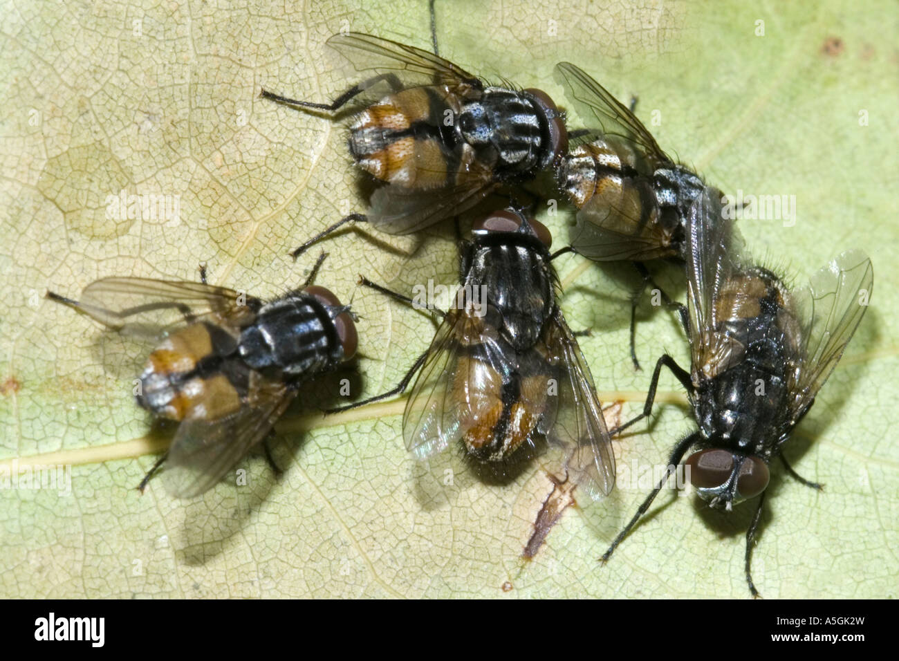 Fly (Graphomyia maculata), imagine Banque D'Images