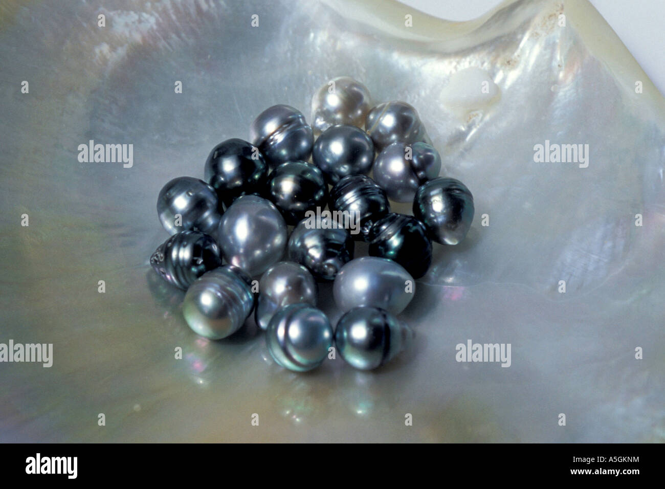 Perles noires dans une coquille d'huître Banque D'Images
