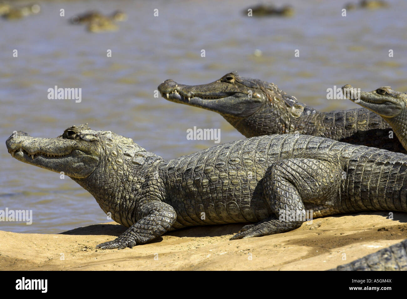 Caïman à lunettes (Caiman crocodilus), trois personnes à la rive, Venezuela, Llanos de Orinoca Banque D'Images