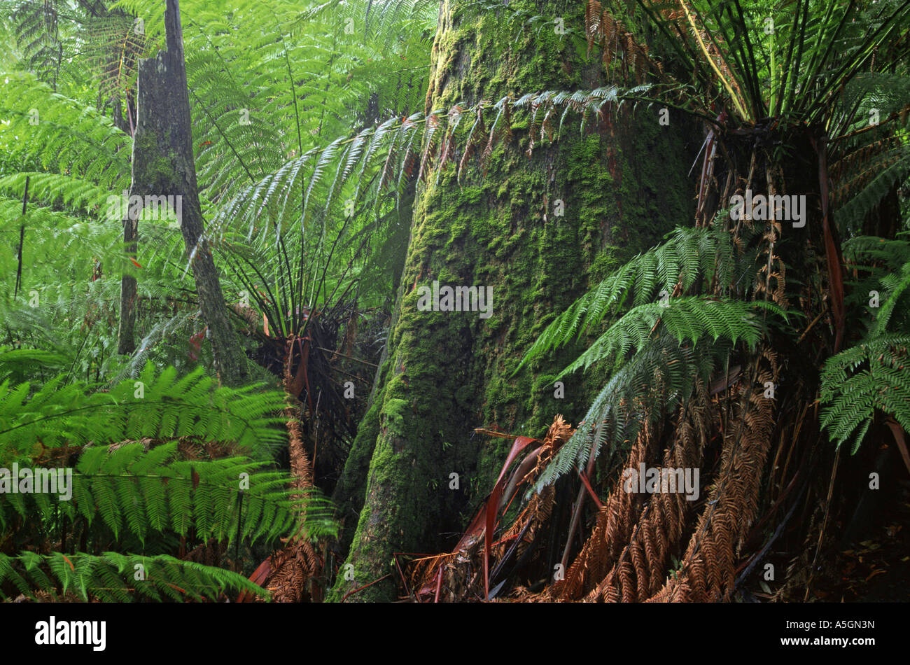Mountain ash, victorien (Eucalyptus regnans), tronc d'arbre moussu, le plus élevé du monde, l'Australie, l'arbre à feuilles larges Tarra Bulga NP Banque D'Images