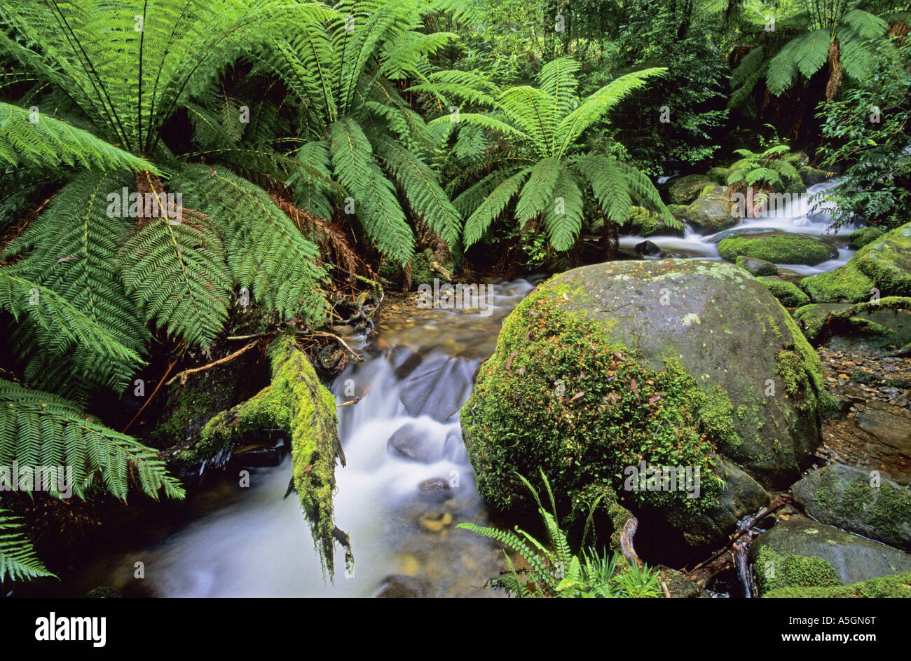 Forest Brook, l'Australie, l'Yarra-Ranges National Park Banque D'Images