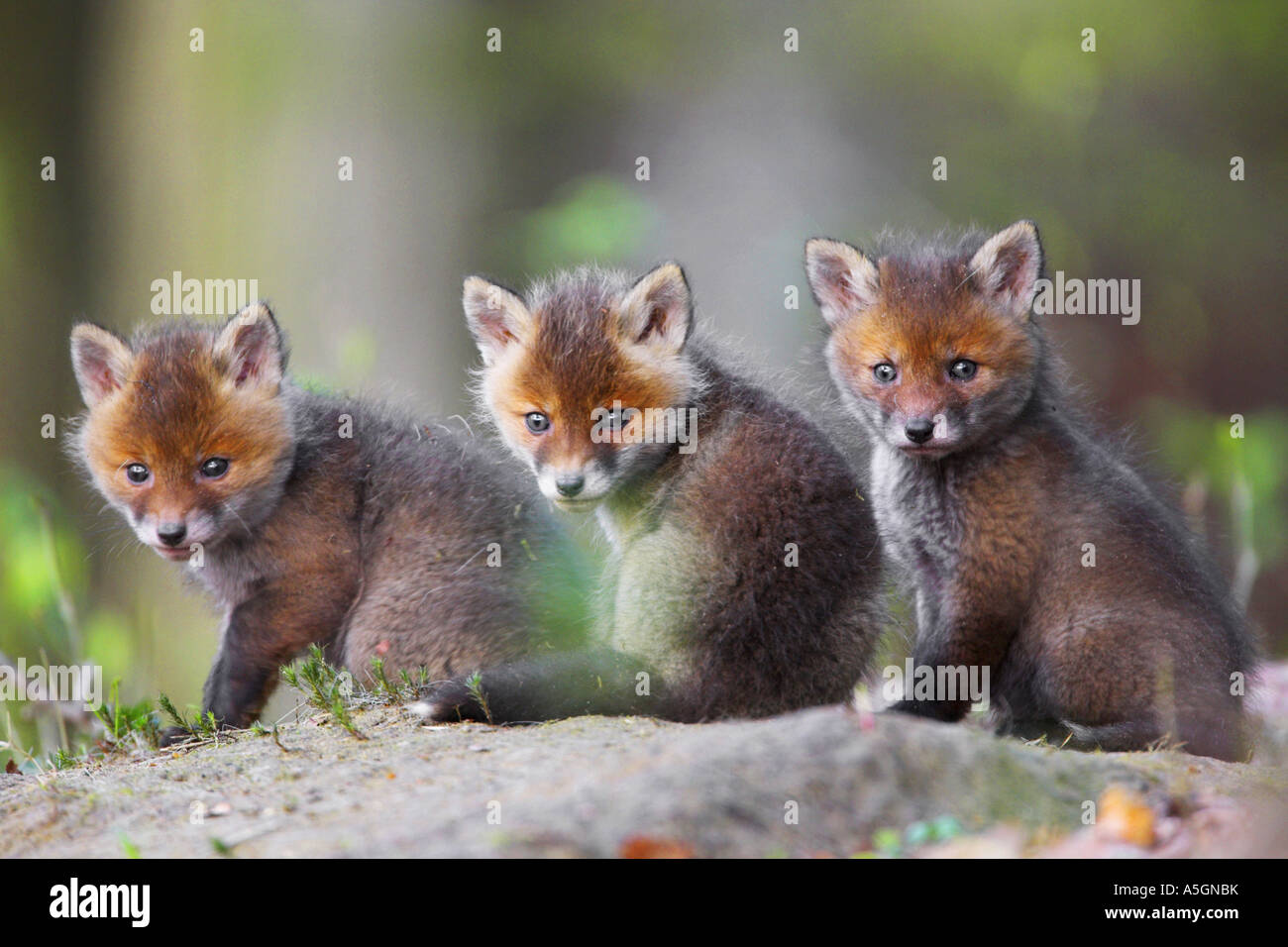 Le renard roux (Vulpes vulpes), trois oursons, Allemagne fox vigilante Banque D'Images