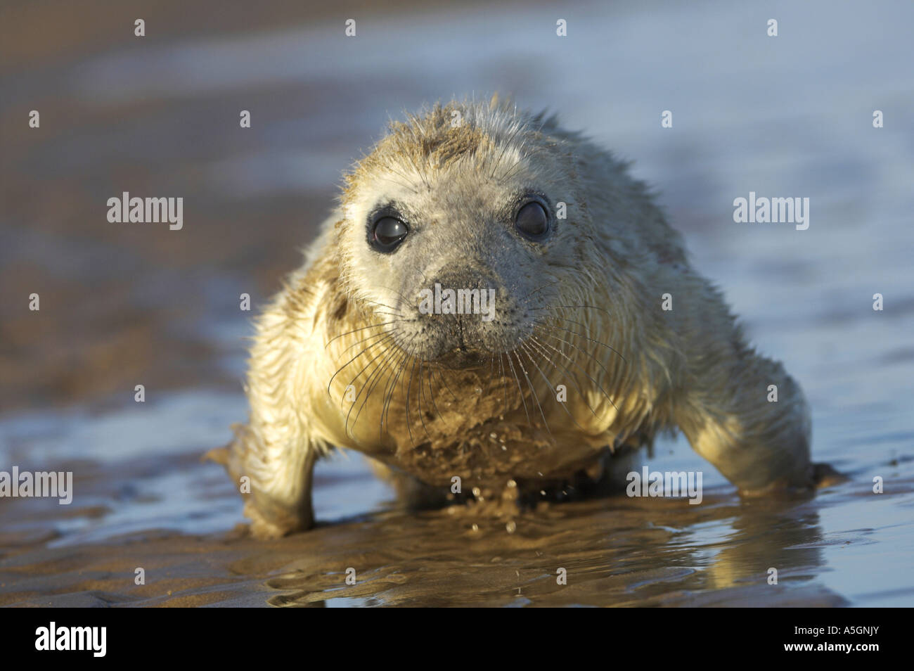 Phoque gris (Halichoerus grypus), jeune animal couché sur la plage, l'Allemagne, Schleswig-Holstein, Helgoland Banque D'Images