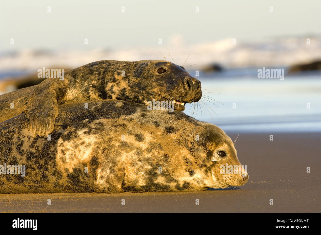 Phoque gris (Halichoerus grypus), deux individus se prélasse sur la plage, l'Allemagne, Schleswig-Holstein, Helgoland Banque D'Images