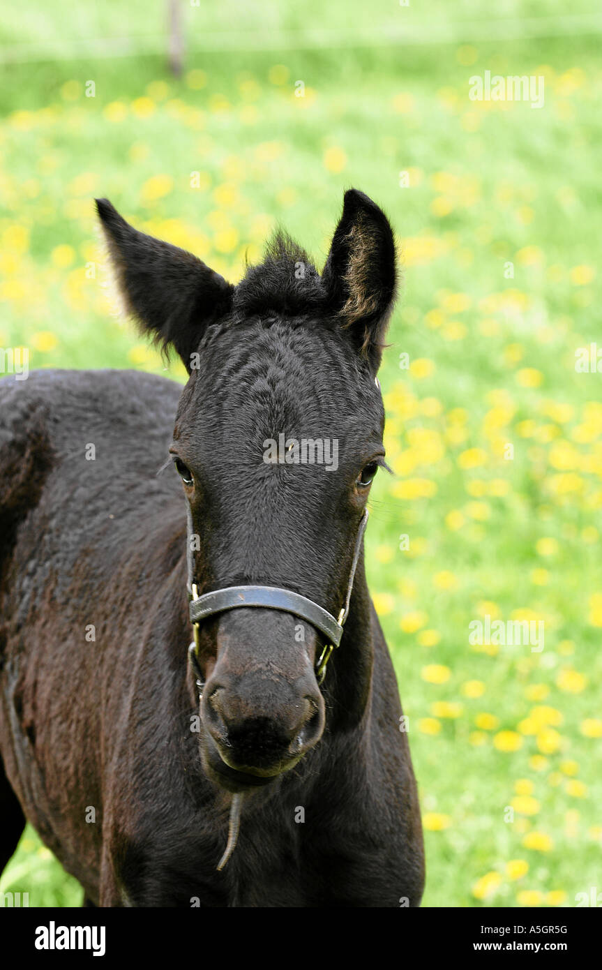 Cheval frison Friesenpferd Banque D'Images