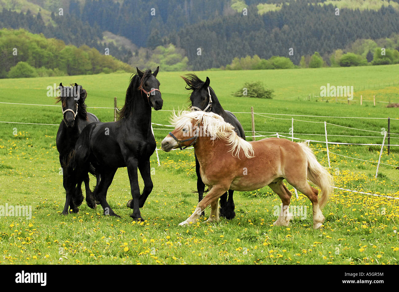 Cheval frison Friesenpferd Banque D'Images