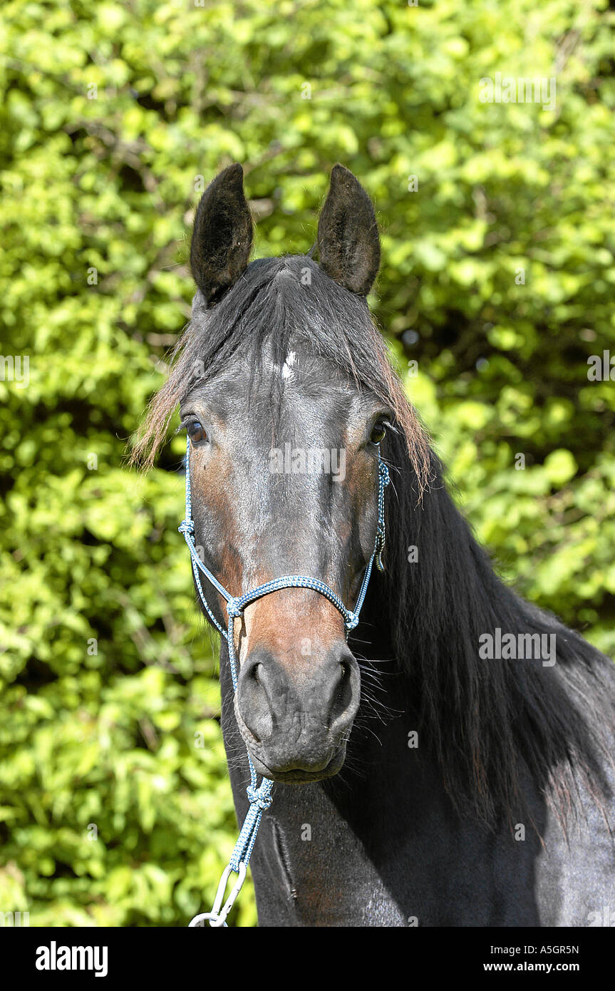 Cheval frison Friesenpferd Banque D'Images