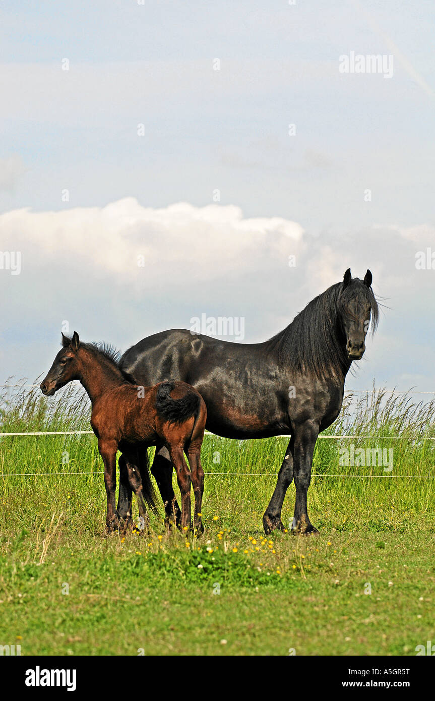 Cheval frison Friesenpferd Banque D'Images