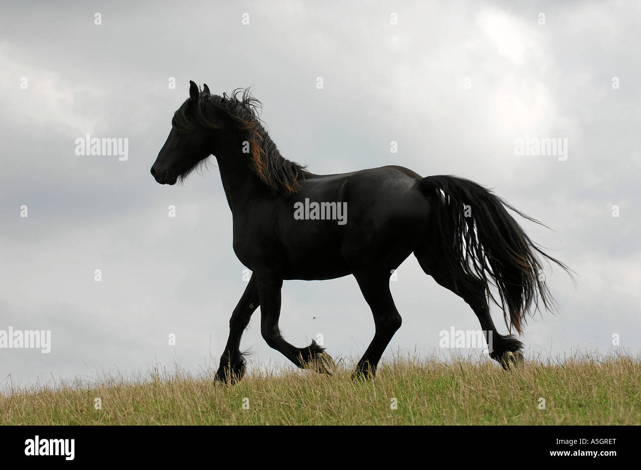 Cheval frison Friesenpferd Banque D'Images