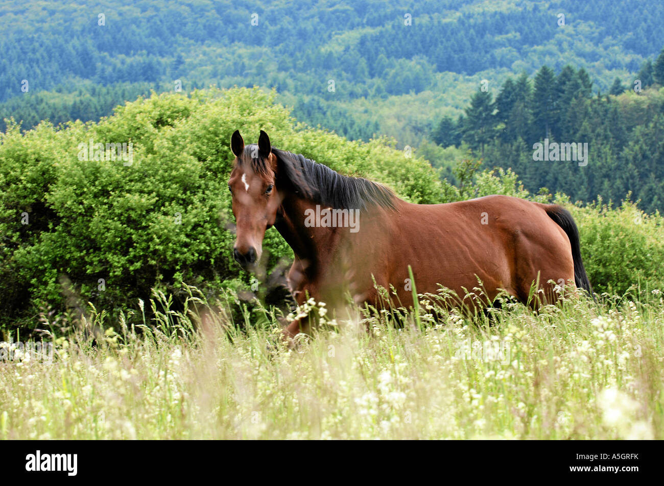 Cheval frison Friesenpferd Banque D'Images