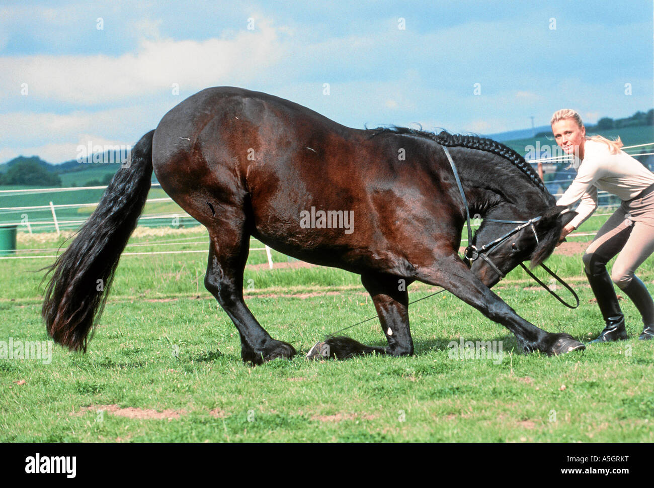 Cheval frison Friesenpferd Banque D'Images