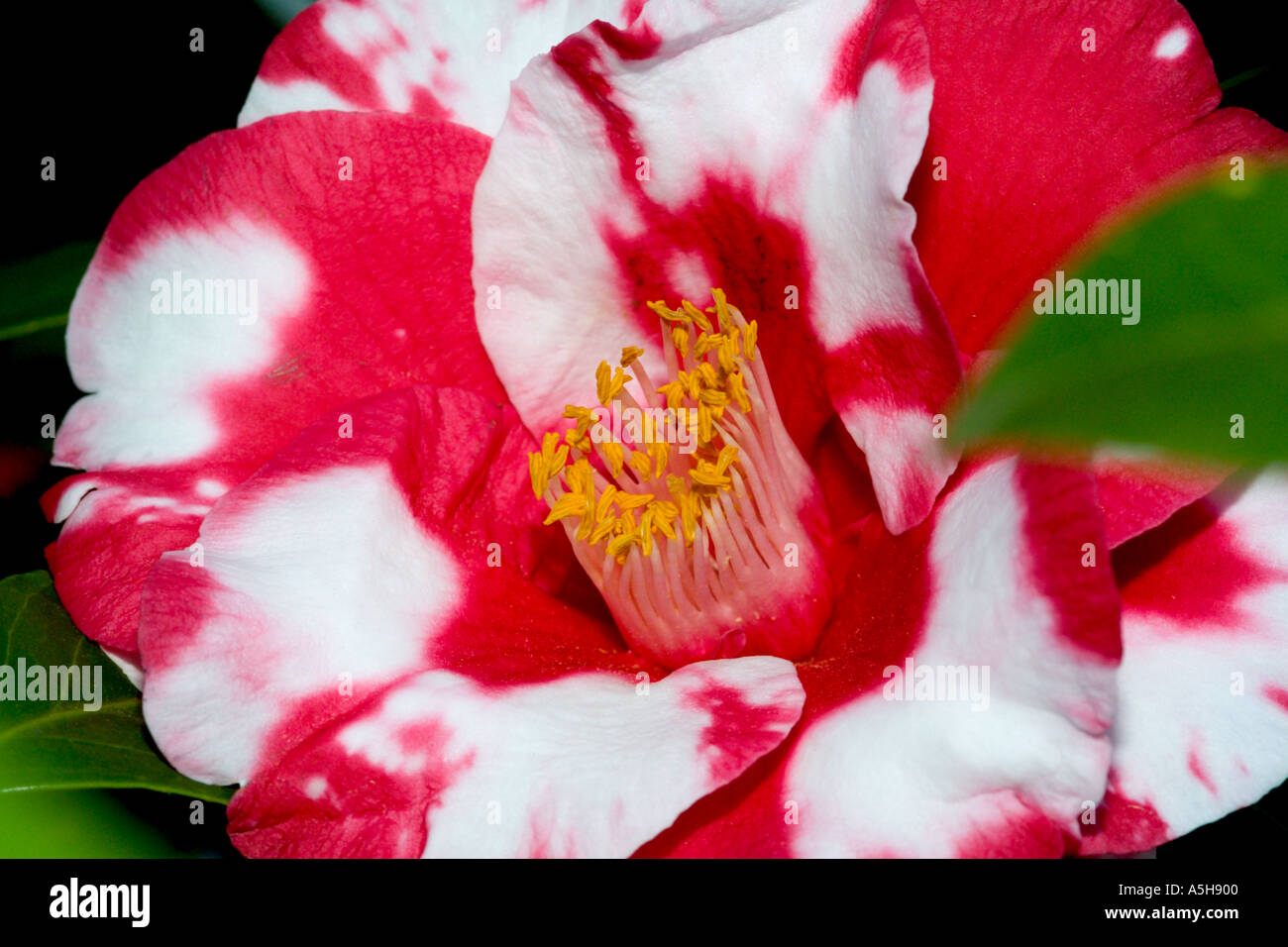 Fermer en rouge et blanc fleur de camélia Banque D'Images