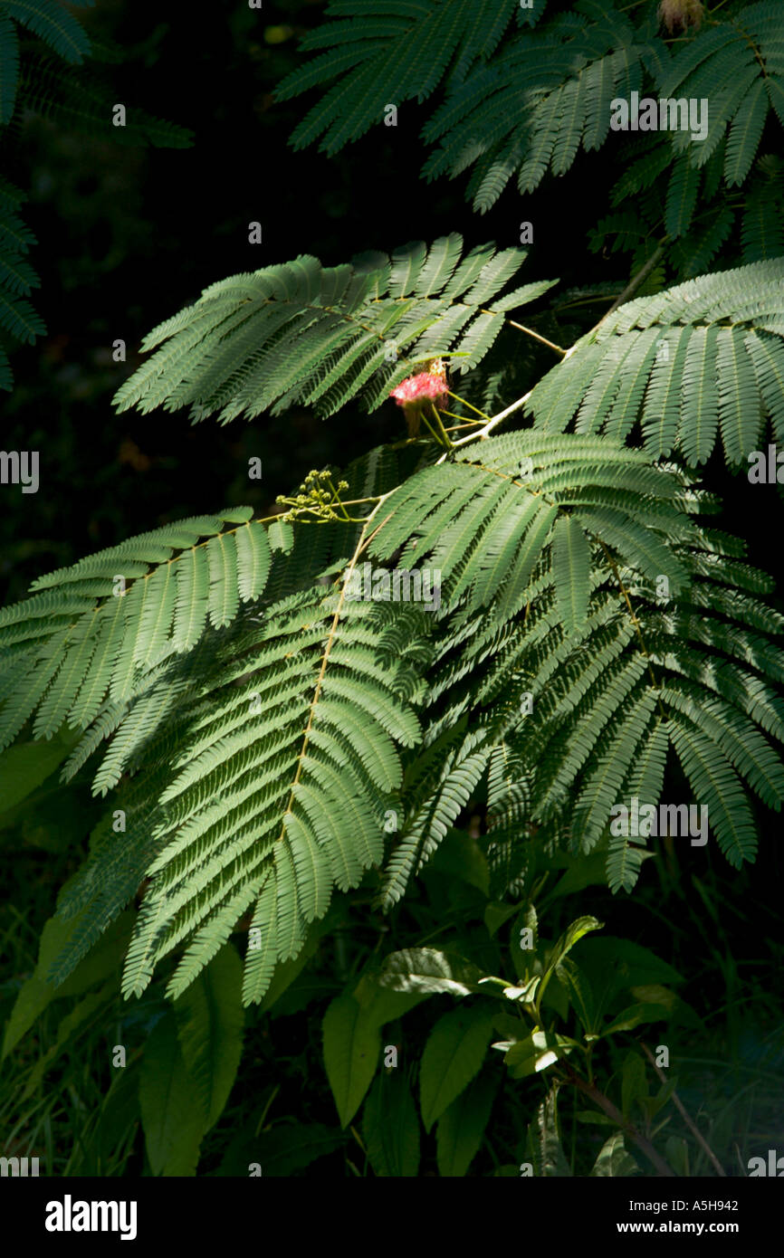 La direction générale de mimosa et les feuilles avec une fleur rose fleur Banque D'Images