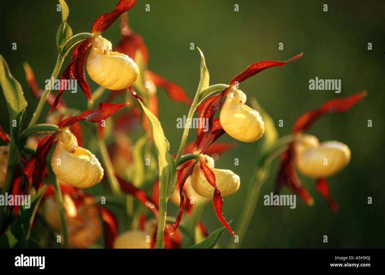 Lady Slipper orchid Cypripedium calceolus Banque D'Images
