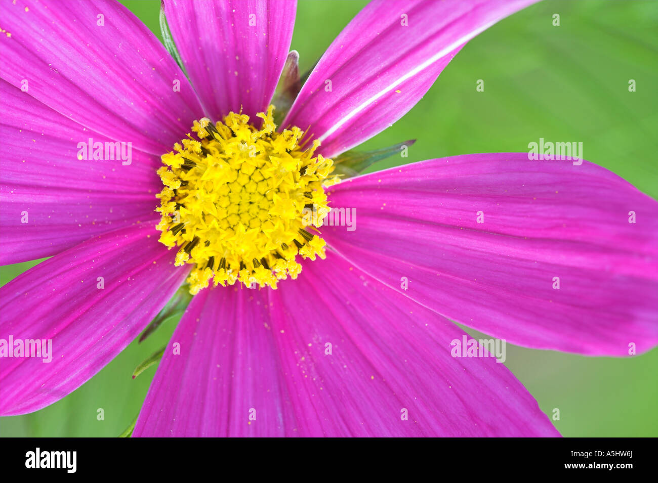 Capitule rose profond d'un cosmos Banque D'Images