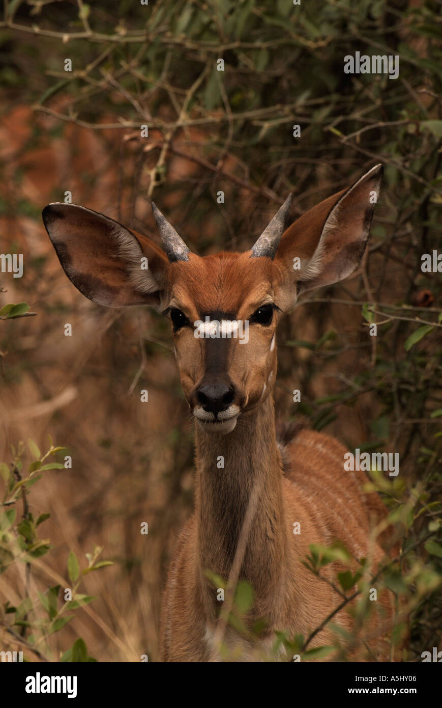 Nyala Tragelaphus angasi jeune homme Photographié en Mkhuzi sauvage Game Reserve Afrique du Sud Banque D'Images