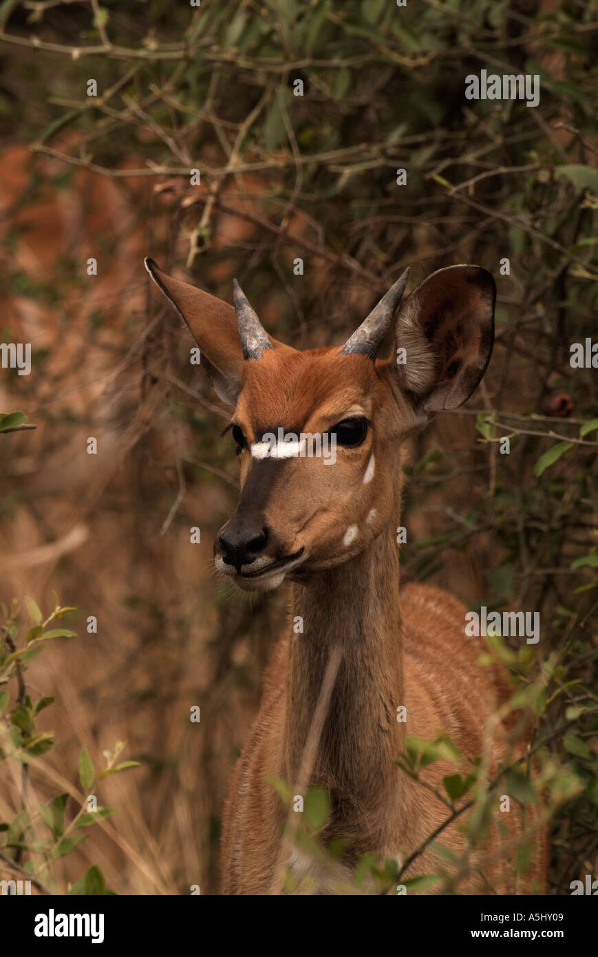 Nyala Tragelaphus angasi jeune homme Photographié en Mkhuzi sauvage Game Reserve Afrique du Sud Banque D'Images