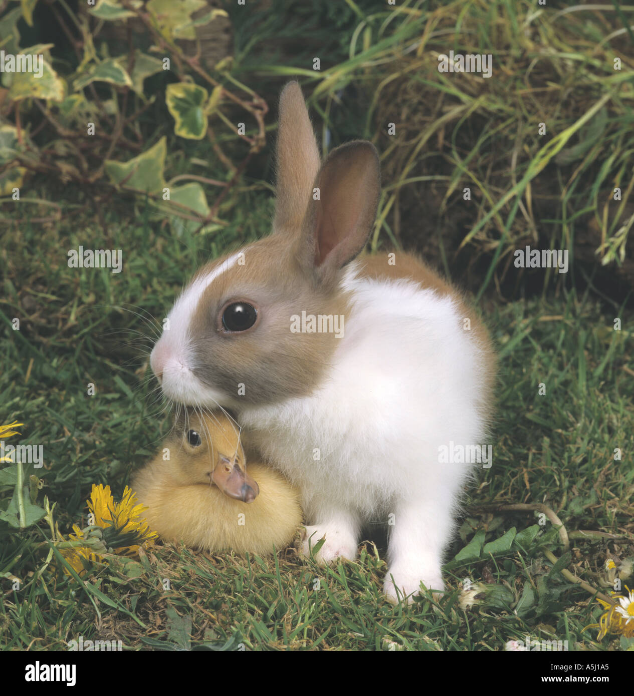 Caneton avec jeunes lapins hollandais Banque D'Images