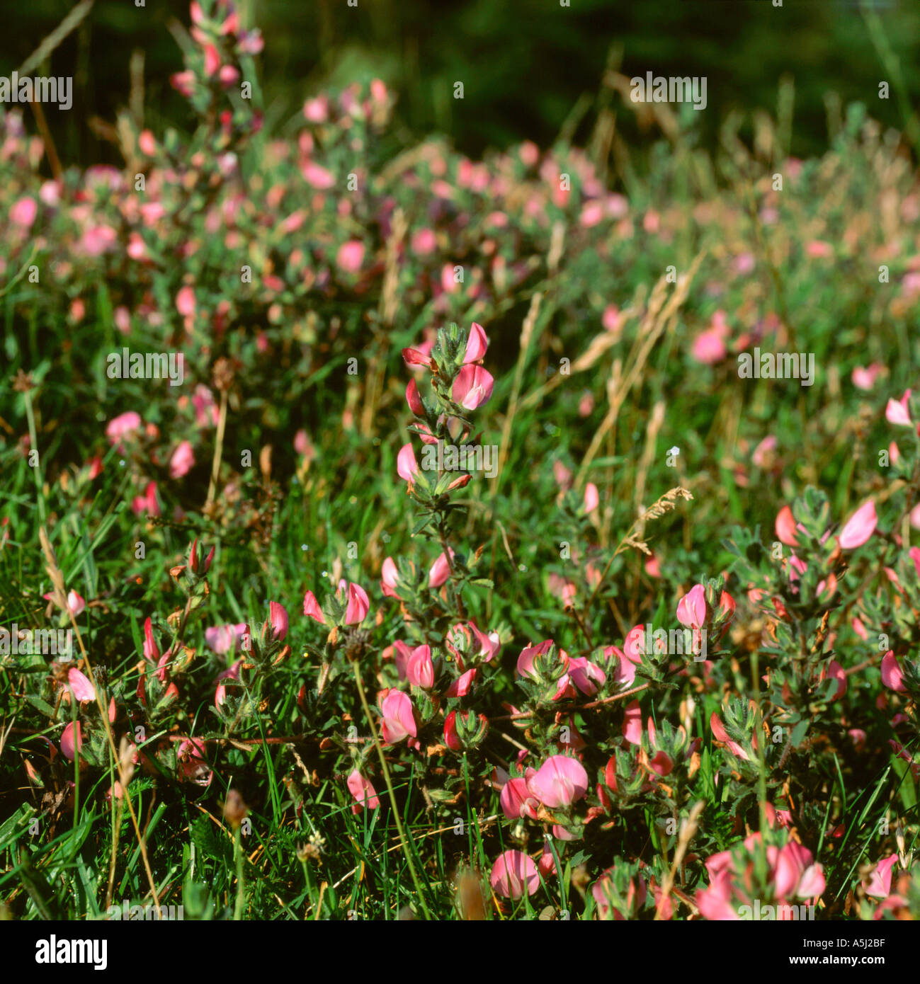 Leguminosae Ononis repens restharrow tortue-Wrestharrow spinosa Banque D'Images
