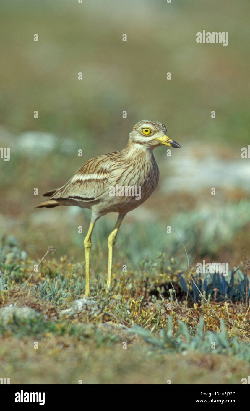 Oedicnème criard Burhinus bistriatus Banque D'Images