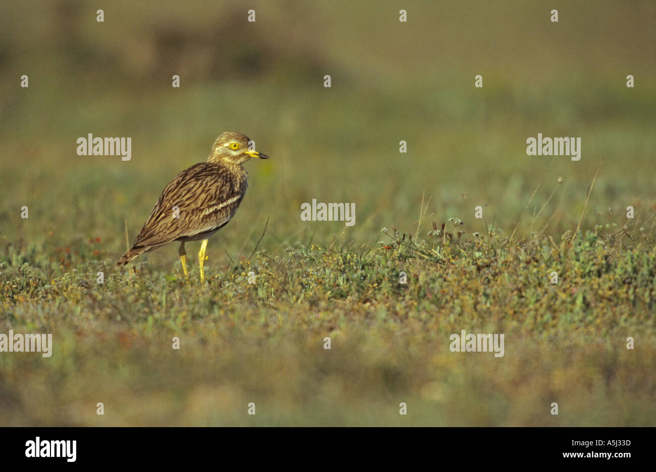 Oedicnème criard Burhinus bistriatus Banque D'Images