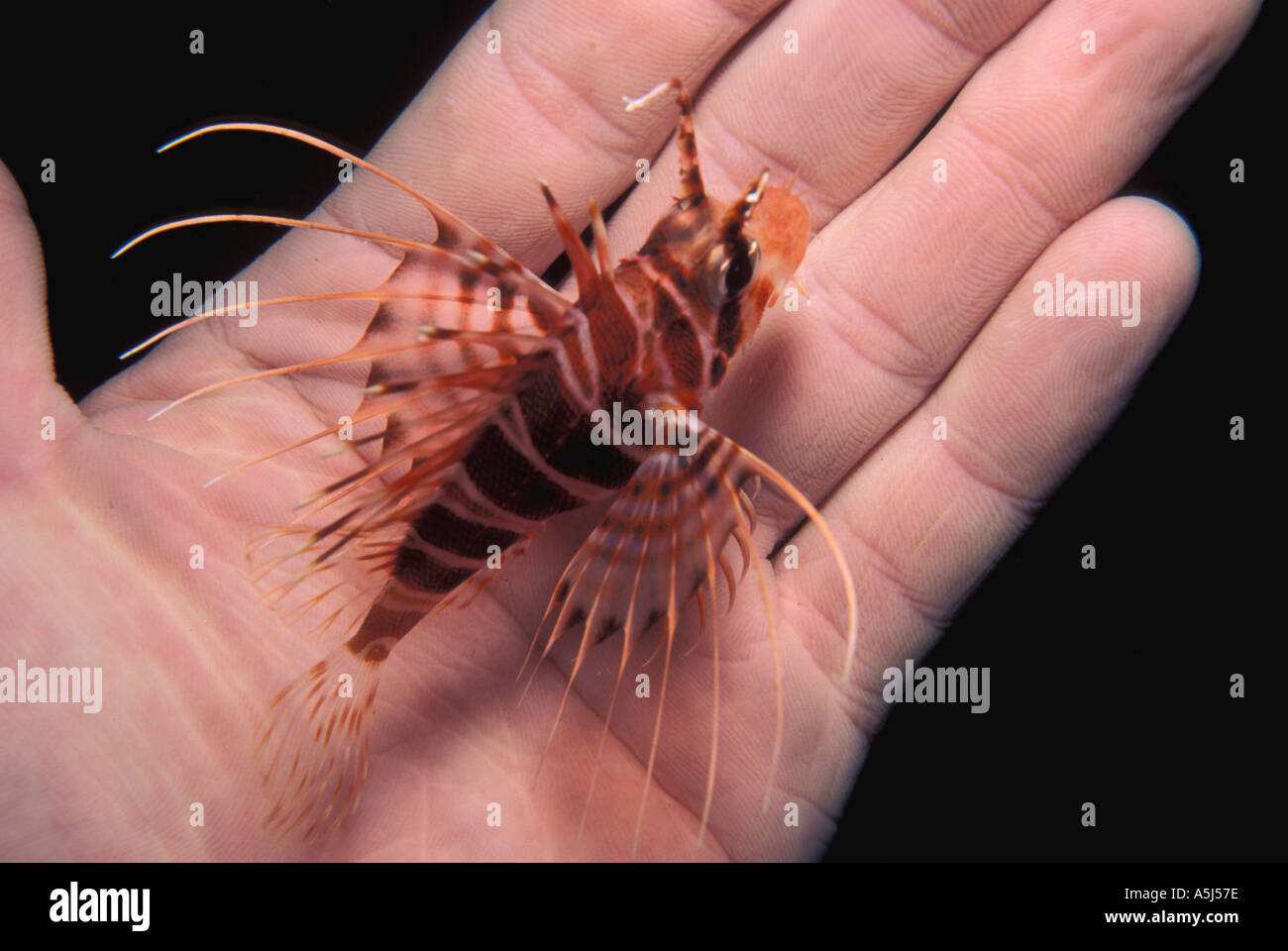 Hawaiian lion poisson dans la main de diver Banque D'Images