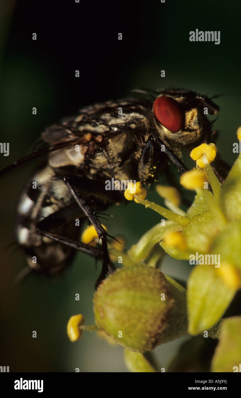 Chair-fly (Sarcophaga carnaria) au Royaume-Uni Banque D'Images