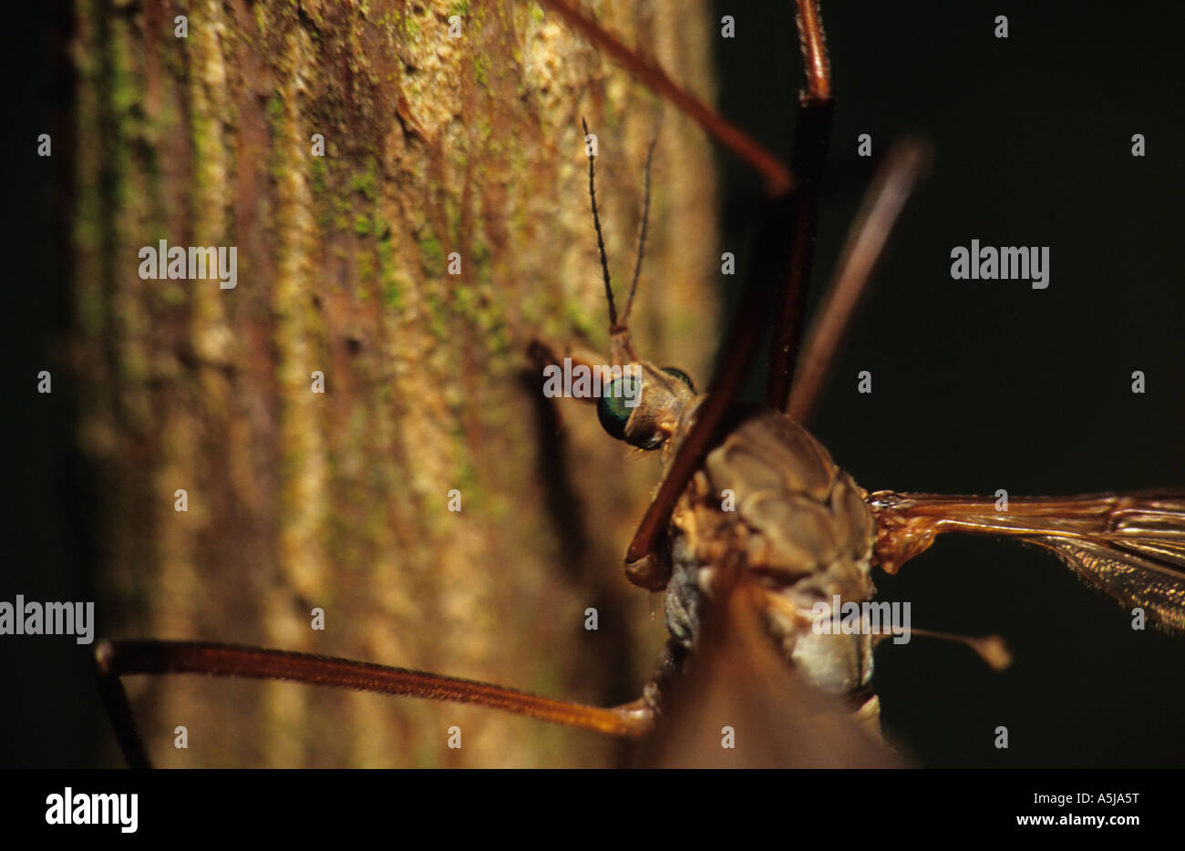 Crane-Fly (Tipula paludosa) au Royaume-Uni Banque D'Images