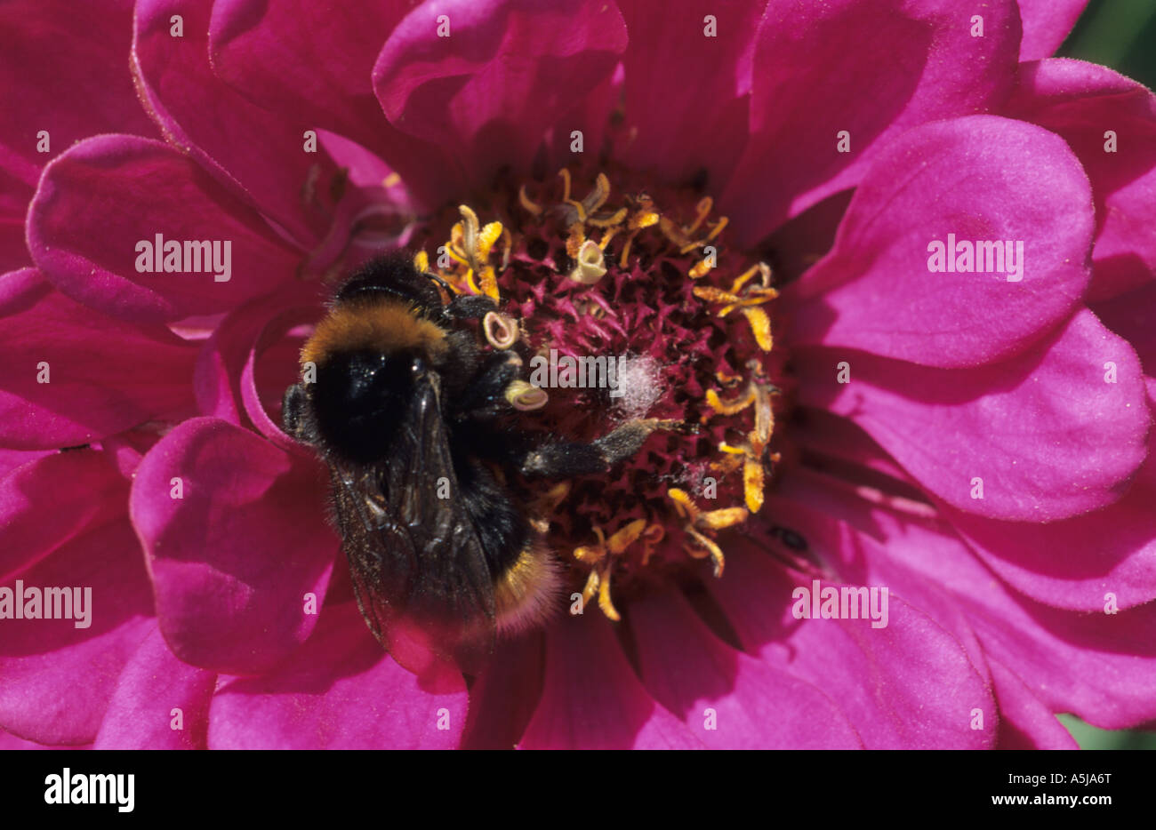 Buff-queue de bourdons (Bombus terrestris) au Royaume-Uni Banque D'Images
