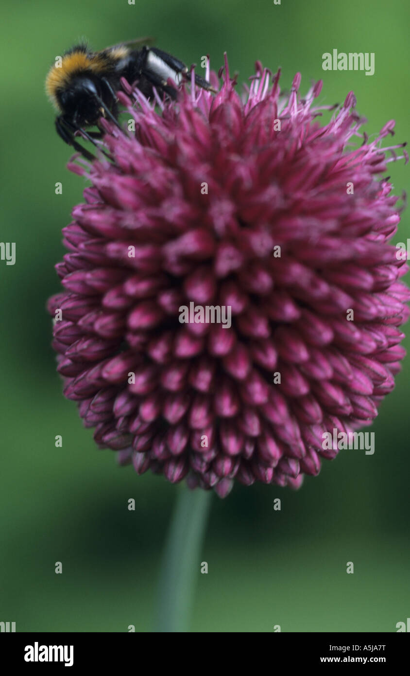 Buff-queue de bourdons (Bombus terrestris) au Royaume-Uni Banque D'Images