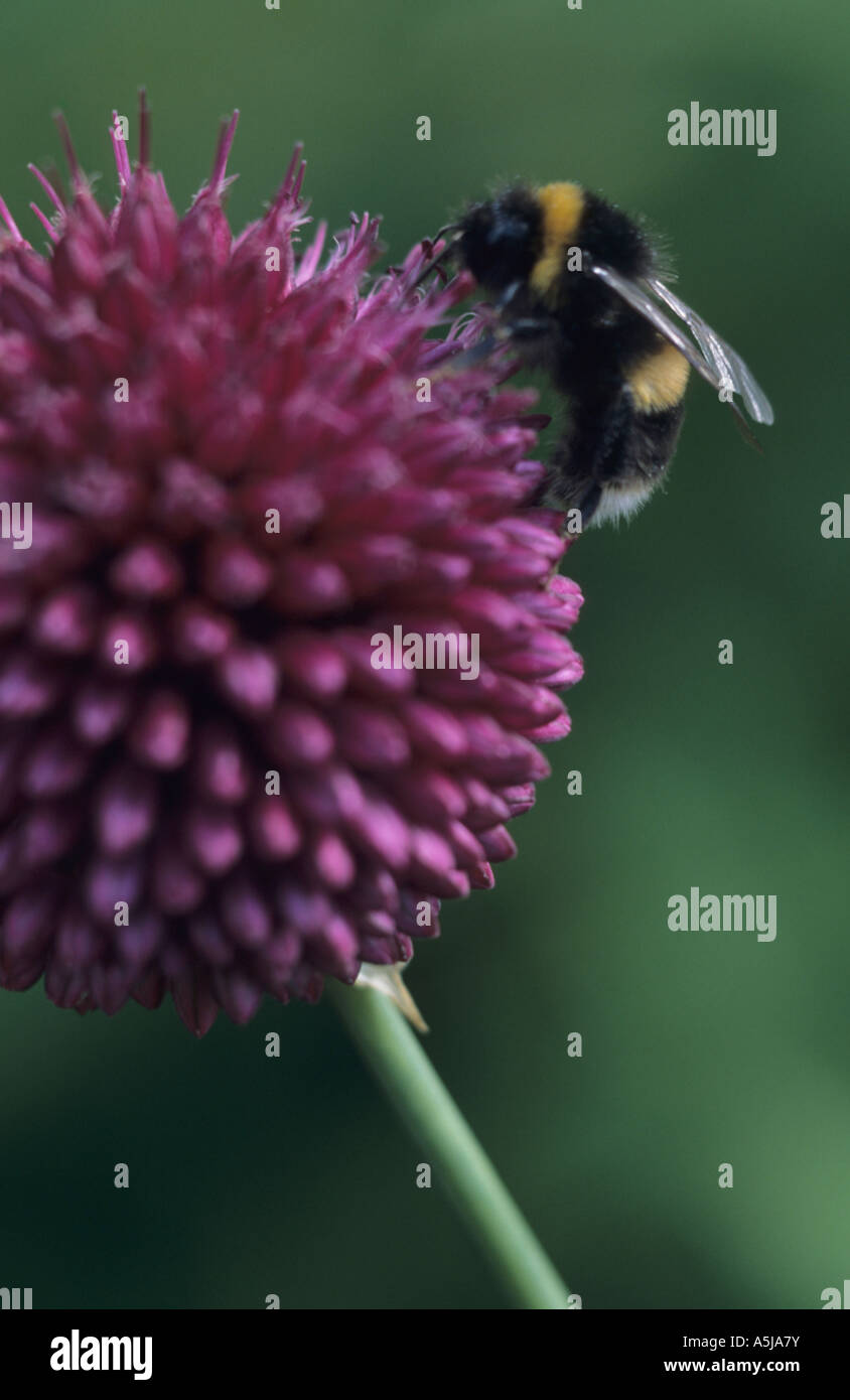 Buff-queue de bourdons (Bombus terrestris) au Royaume-Uni Banque D'Images