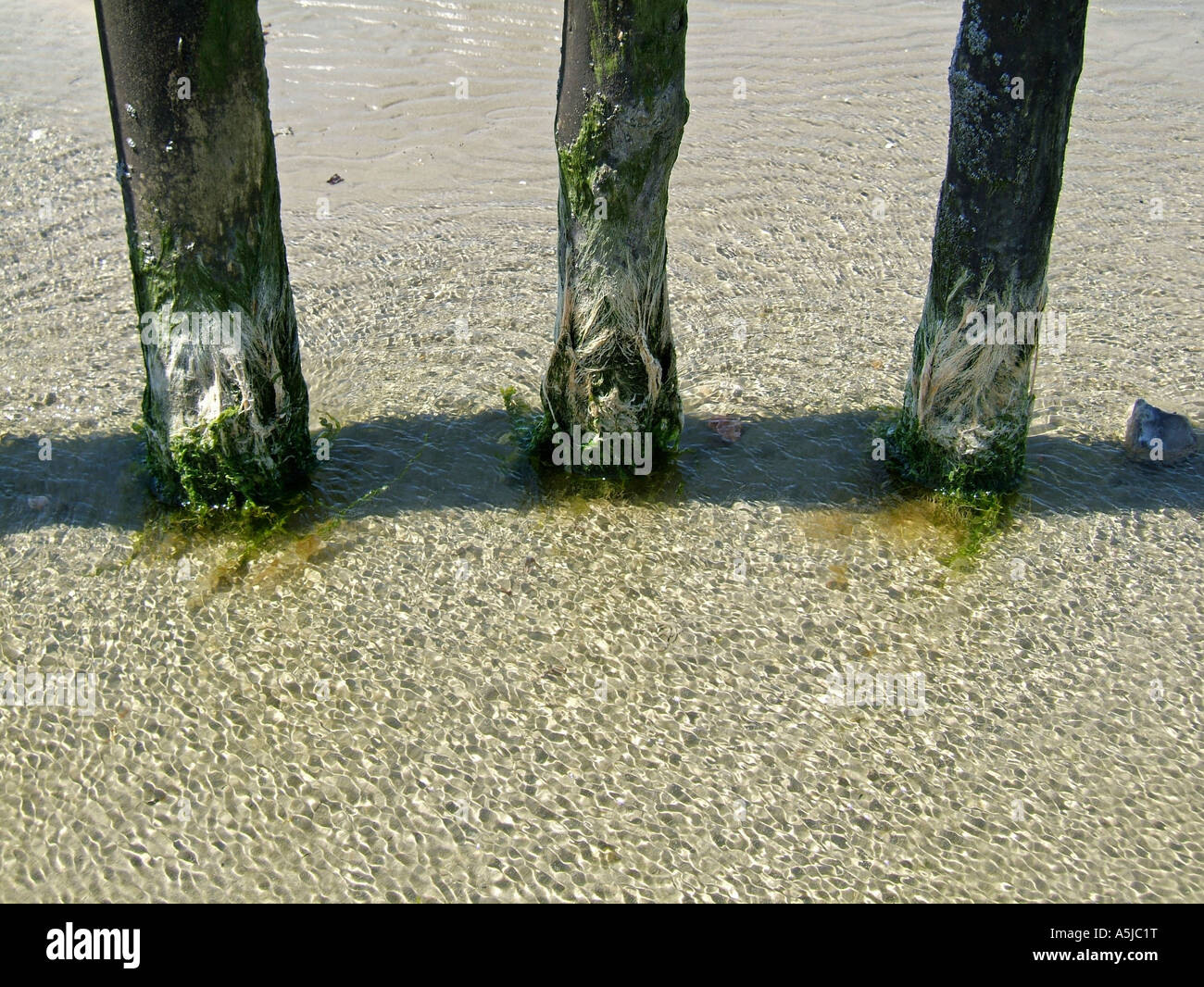 Poteaux de bois sur West Wittering beach, West Sussex, England, UK Banque D'Images