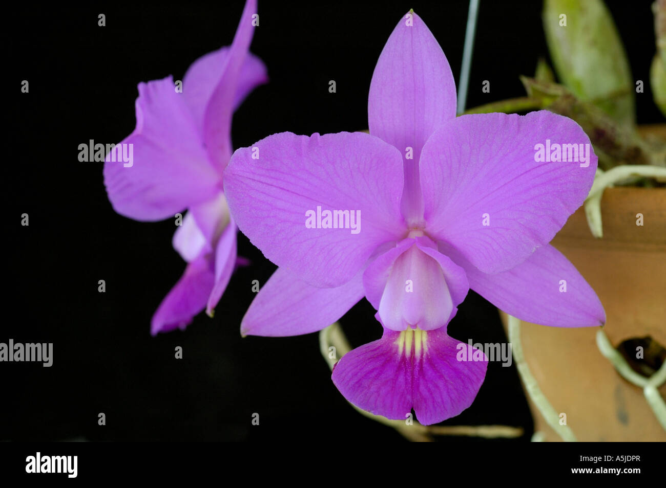 Fleur rose orchidée Cattleya Walkeriana Banque D'Images