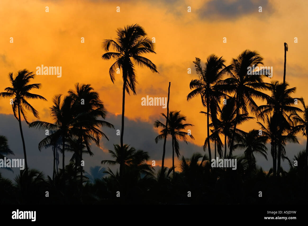 Silhouettes de palmiers et coucher de Alagoas région nord-est du Brésil Banque D'Images