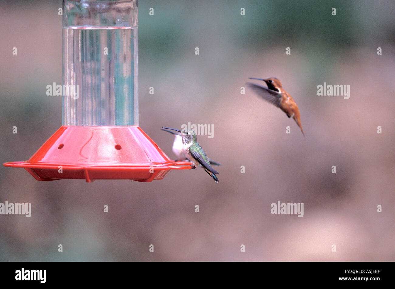 Les colibris à gorge rubis à une mangeoire à Santa Fe, Nouveau Mexique Banque D'Images