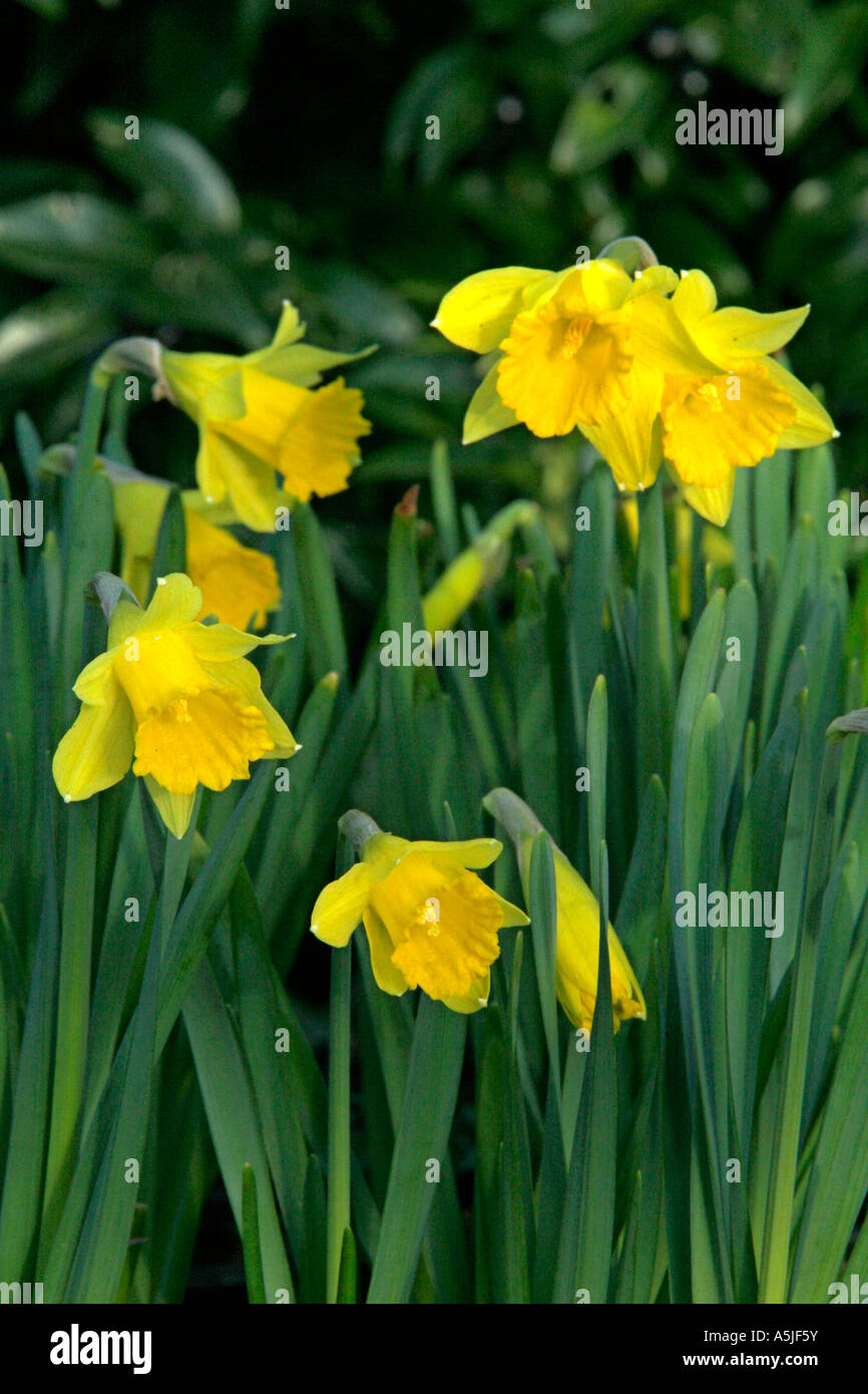 Narcissus asturiensis pied uniquement 15cm narcisses Banque D'Images