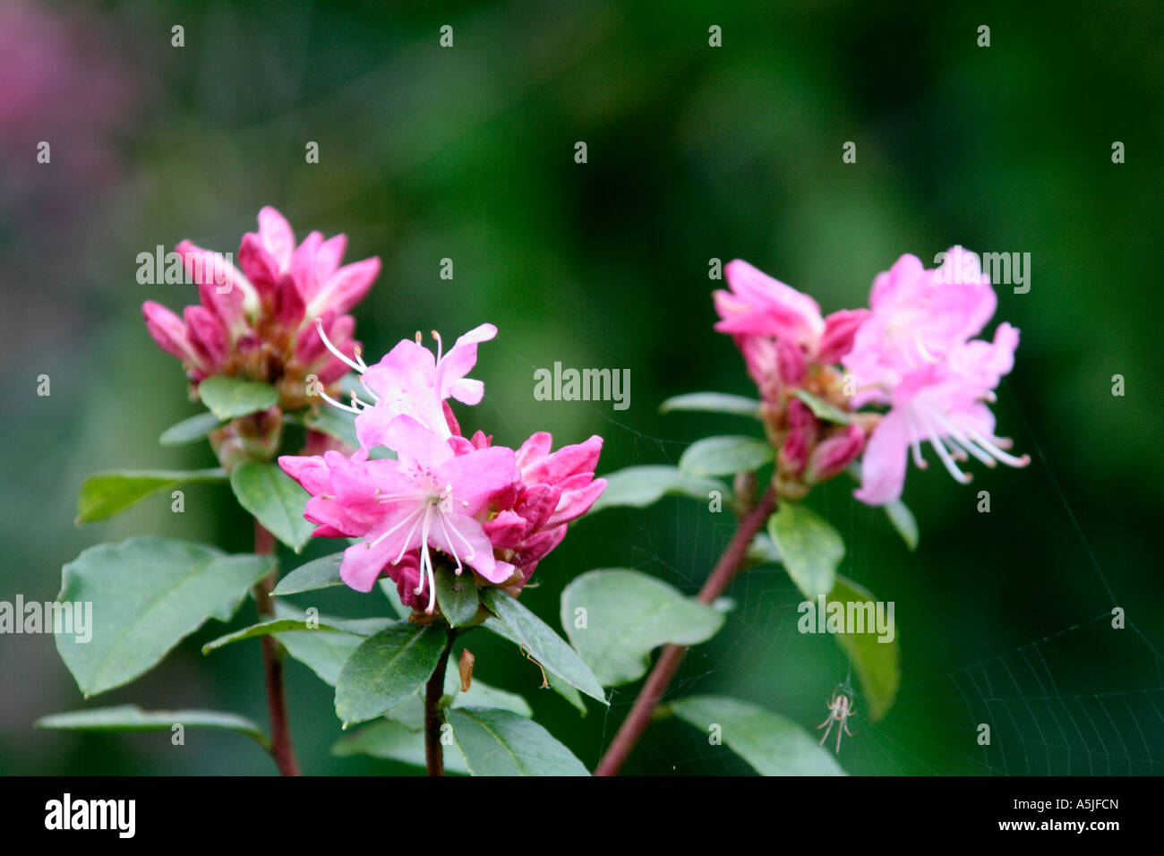 RHODODENDRON ANNA BALDSIEFEN Photo Stock - Alamy