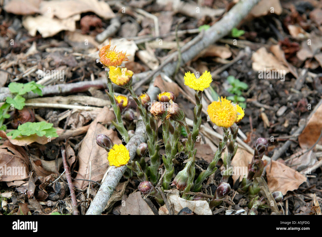 Tussilago farfara tussilage fleurs jaunes apparaissent au début du printemps avant que les feuilles Banque D'Images