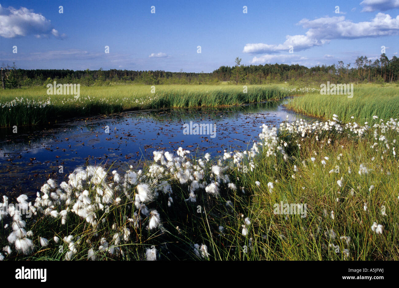 Queue de lièvre ( coton de l'Eriophorum vaginatum) OBARY haute tourbière Banque D'Images