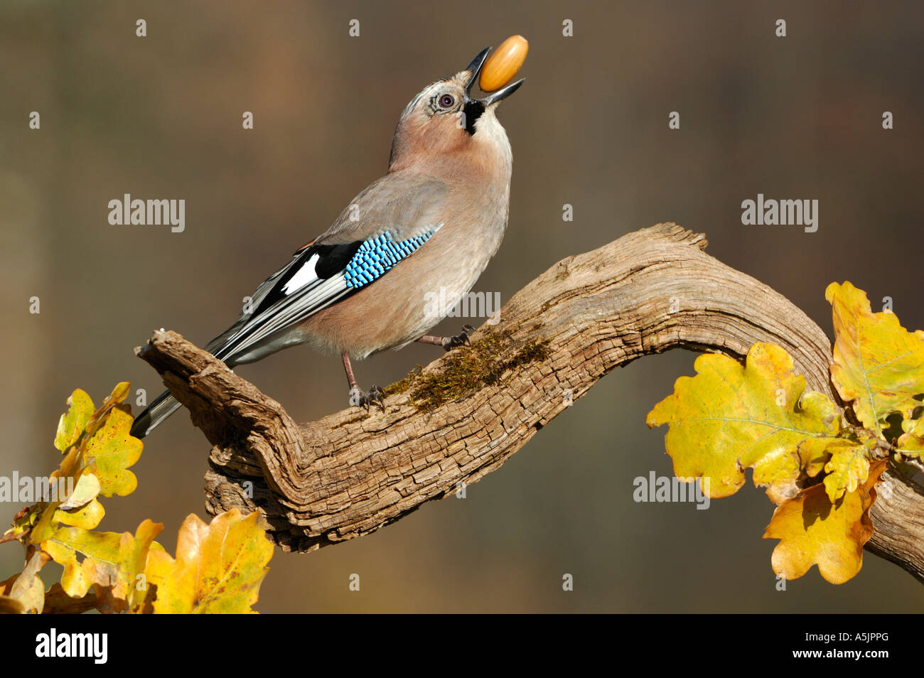 Eurasian Jay (Garrulus glandarius avec acorn dans son bec Banque D'Images