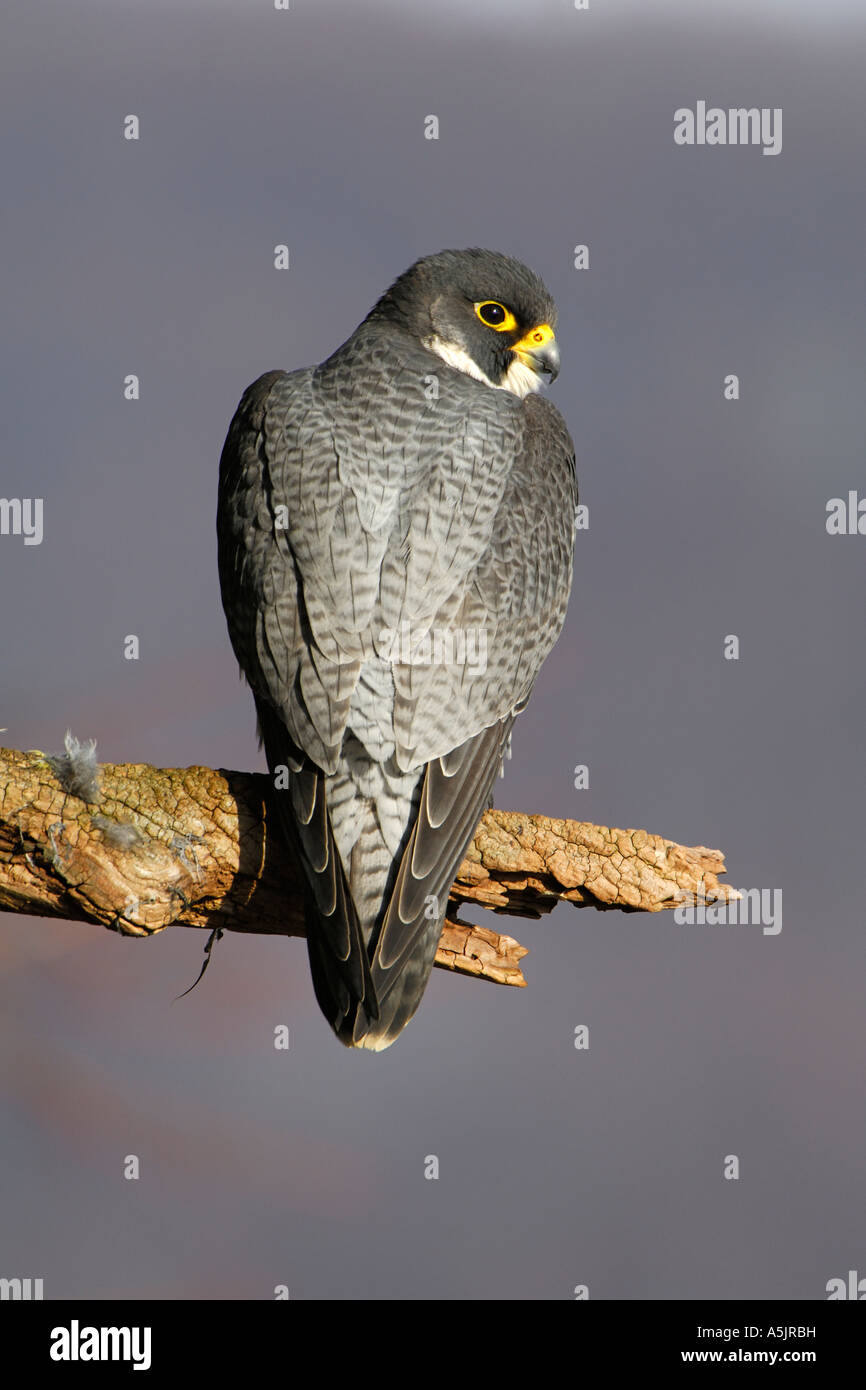 Le faucon pèlerin (Falco peregrinus), homme Banque D'Images