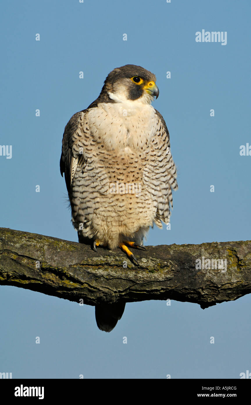 Le faucon pèlerin (Falco peregrinus), Femme Banque D'Images